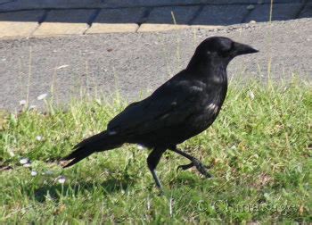 are there crows in china